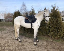 jumper Chrysos SR Z (Zangersheide riding horse, 2009, from Clinton I)