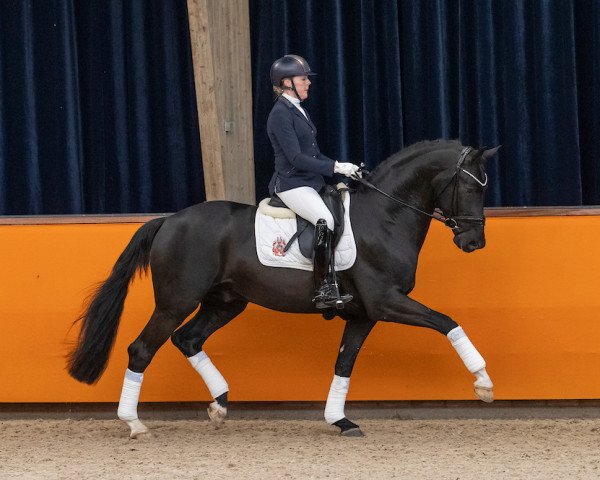 stallion Maddox Mart (KWPN (Royal Dutch Sporthorse), 2017, from Hennessy)