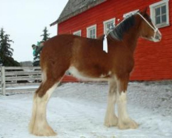 Deckhengst Kenbar Sir Wallace (Clydesdale, 2003, von Hatfield Sir William)