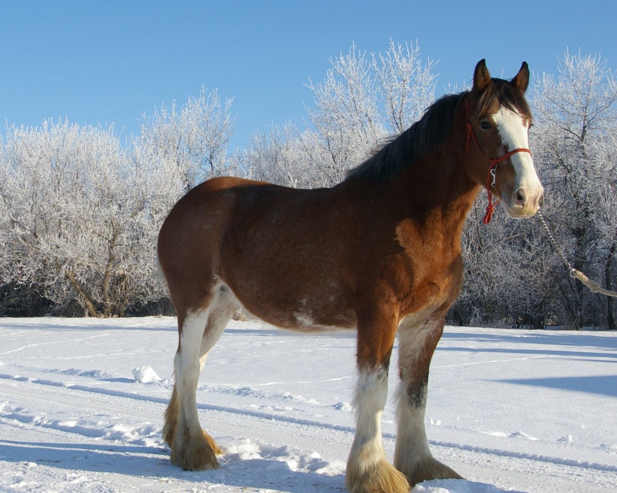 Zuchtstute Westerdale Sandra (Clydesdale, 2007, von Kenbar Sir Wallace)