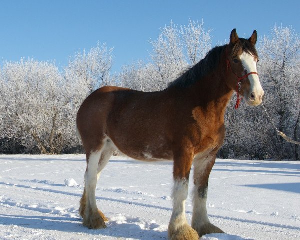 Zuchtstute Westerdale Sandra (Clydesdale, 2007, von Kenbar Sir Wallace)