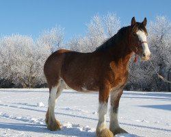 Zuchtstute Westerdale Sandra (Clydesdale, 2007, von Kenbar Sir Wallace)