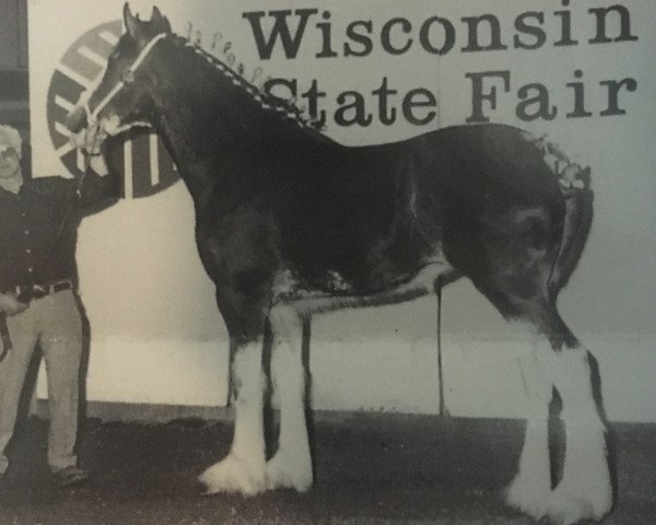 Zuchtstute Hillmoor Lady Liza (Clydesdale, 1994, von Greendykes Lucky Shot)