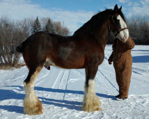 Deckhengst Doura Rising Star (Clydesdale, 2002, von Greendykes Northern Star)