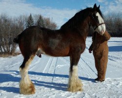 stallion Doura Rising Star (Clydesdale, 2002, from Greendykes Northern Star)