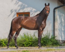 broodmare Iduna vom Voglgut (Holsteiner, 2016, from Cash and Carry)