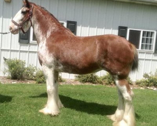 Zuchtstute Zorra Highland Lady Caitlin (Clydesdale, 2008, von Doura Rising Star)