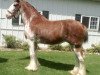 broodmare Zorra Highland Lady Caitlin (Clydesdale, 2008, from Doura Rising Star)