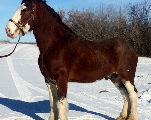 Deckhengst Zorra Highland Above's Sandman (Clydesdale, 2012, von Doura Above All)