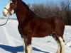 Deckhengst Zorra Highland Above's Sandman (Clydesdale, 2012, von Doura Above All)