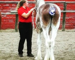 Zuchtstute Hill Topper Sandra's Tash (Clydesdale, 2016, von Zorra Highland Above's Sandman)