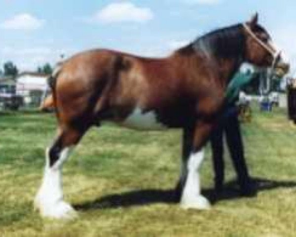 Zuchtstute Westerdale Sweet Sophia (Clydesdale, 1986, von Clydeslea Millisle Venture)