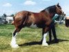 Zuchtstute Westerdale Sweet Sophia (Clydesdale, 1986, von Clydeslea Millisle Venture)