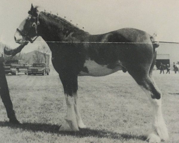 stallion Westerdale Valentine (Clydesdale, 1992, from Green Leaf Famous Amos)