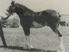 Deckhengst Westerdale Valentine (Clydesdale, 1992, von Green Leaf Famous Amos)