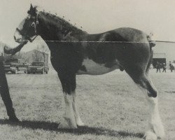 Deckhengst Westerdale Valentine (Clydesdale, 1992, von Green Leaf Famous Amos)