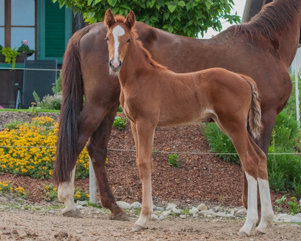 Springpferd Casalida vom Voglgut (Holsteiner, 2020, von Casalido)