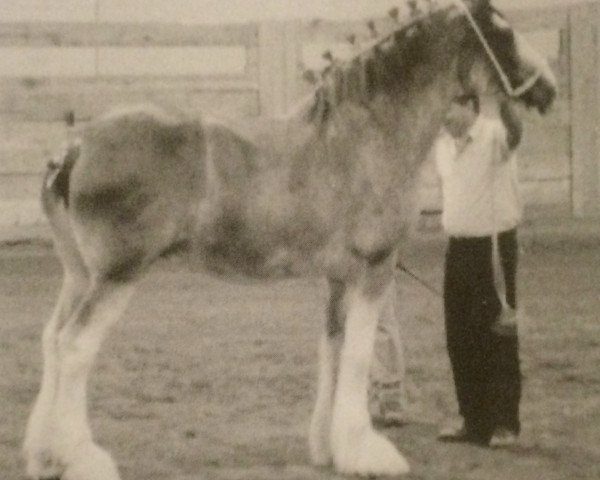 broodmare Gregglea Inspectress Grace (Clydesdale, 1999, from Inspector Floss)