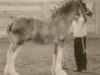 Zuchtstute Gregglea Inspectress Grace (Clydesdale, 1999, von Inspector Floss)