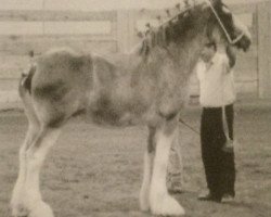 Zuchtstute Gregglea Inspectress Grace (Clydesdale, 1999, von Inspector Floss)