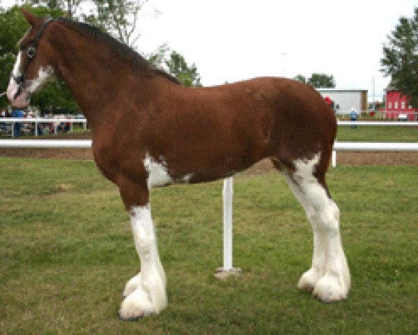 Zuchtstute Highfield Barrons Blossom (Clydesdale, 2003, von Highfield Collessie)