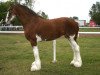 Zuchtstute Highfield Barrons Blossom (Clydesdale, 2003, von Highfield Collessie)