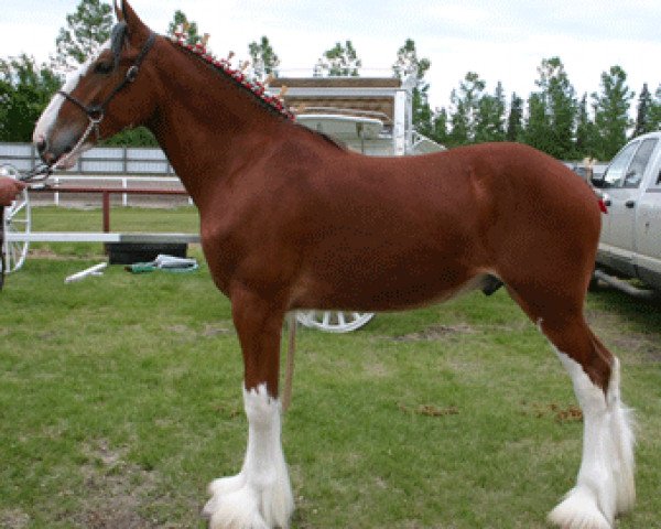 stallion Calico Great Galaxy (Clydesdale, 2009, from Green Leaf Reflection)