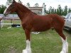 stallion Calico Great Galaxy (Clydesdale, 2009, from Green Leaf Reflection)