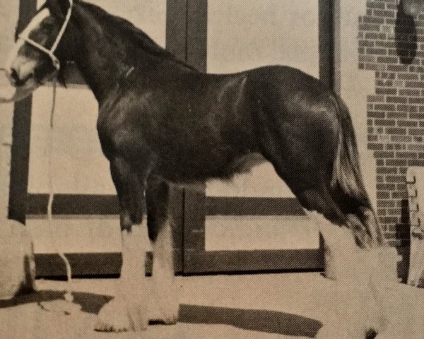 Zuchtstute Ayton Lady Victoria (Clydesdale, 1985, von Doura Excellence)