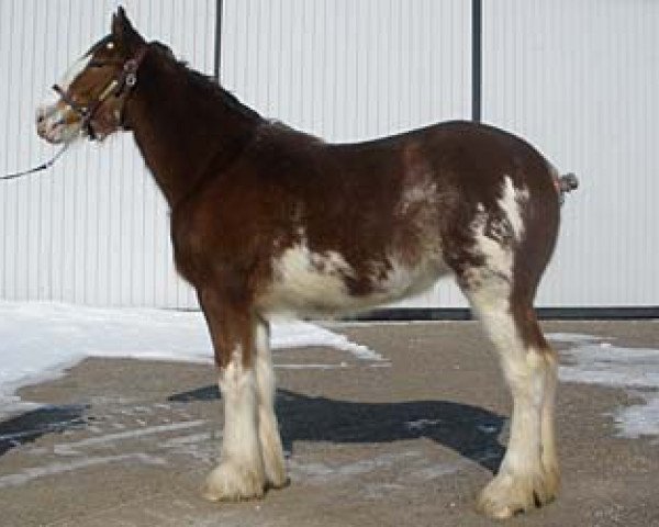 broodmare Cedarlane Shyne (Clydesdale, 2007, from S B H Phoenix)