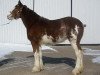 Zuchtstute Cedarlane Shyne (Clydesdale, 2007, von S B H Phoenix)