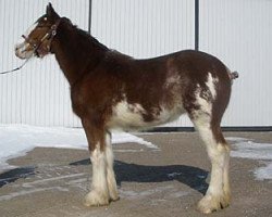 Zuchtstute Cedarlane Shyne (Clydesdale, 2007, von S B H Phoenix)