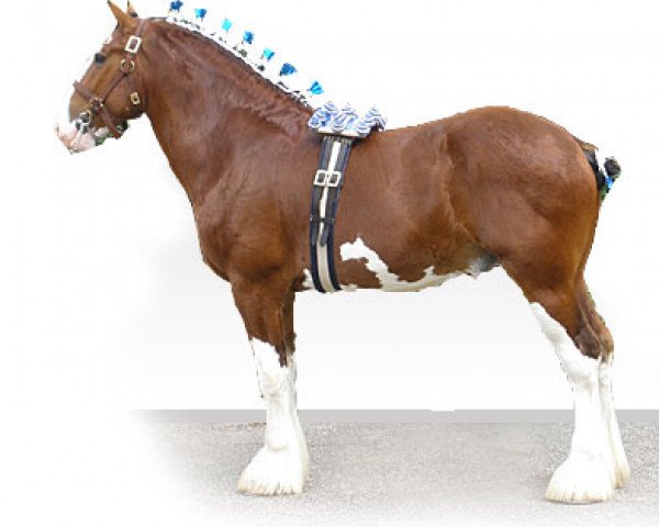 stallion Langbank Winsome Lad (Clydesdale, 2005, from Joseph Lake's Perfect Motion)