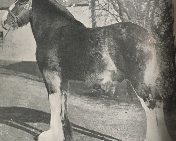 stallion Craigie Chieftain (Clydesdale, 1937, from Craigie Beau Ideal)