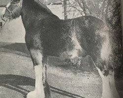 Deckhengst Craigie Chieftain (Clydesdale, 1937, von Craigie Beau Ideal)