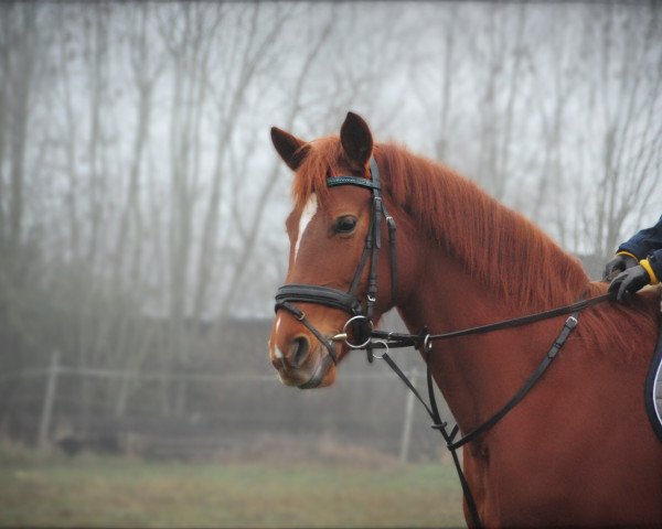 dressage horse Florida's Countess (Hanoverian, 2011, from Fuechtels Floriscount OLD)