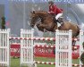 jumper Duc de Mariposa (Belgian Warmblood, 2003, from Nabab de Rêve)