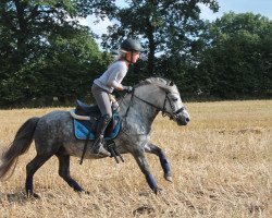 dressage horse Wellenbergs Winzer (Shetland Pony, 2010, from Wesper van de Biezenakker)