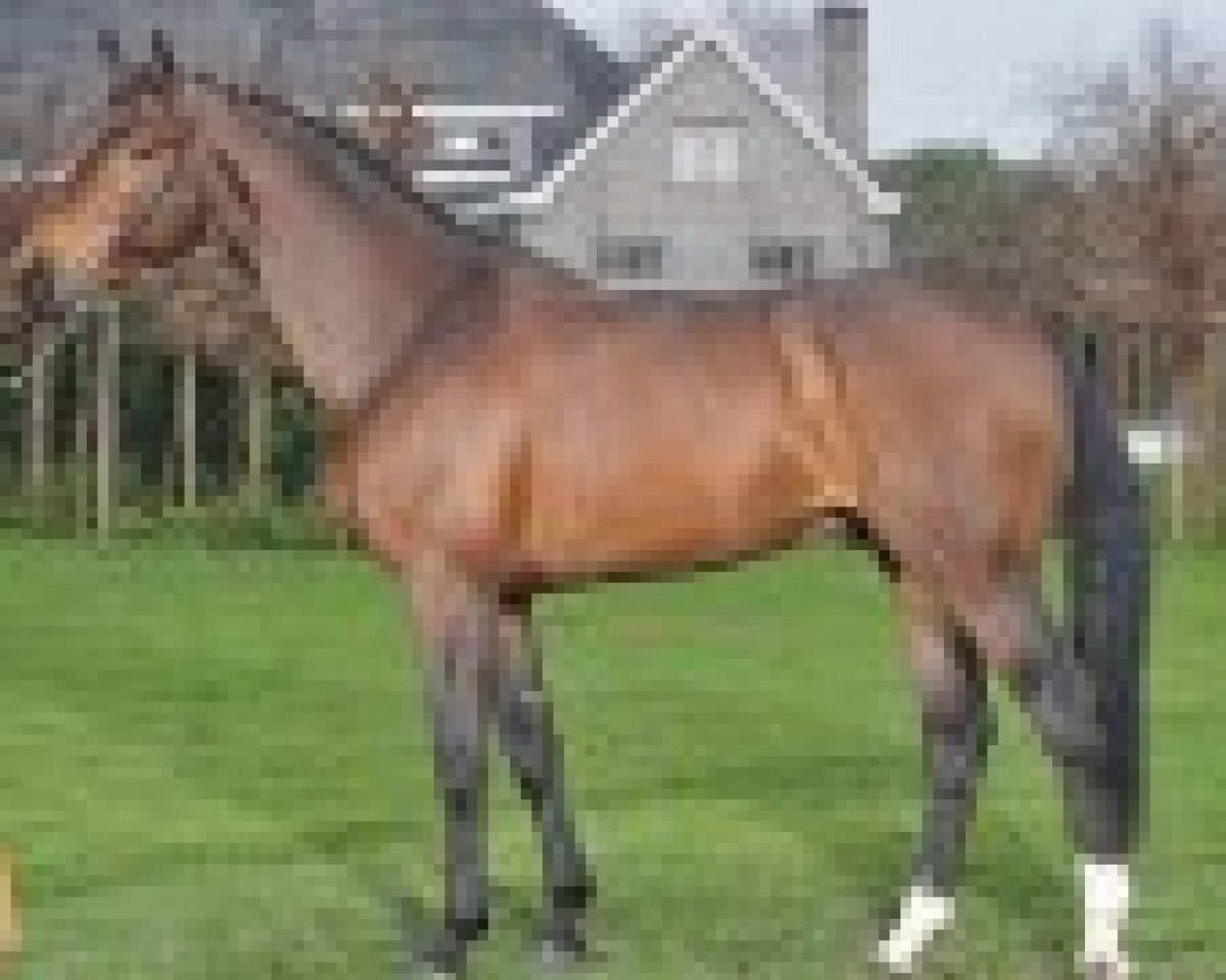 stallion Tonixe (Selle Français, 2007, from Diamant de Semilly)