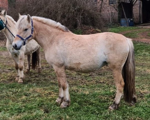 broodmare Bakkelund Anne (Fjord Horse, 2018, from Oliver Vårby)