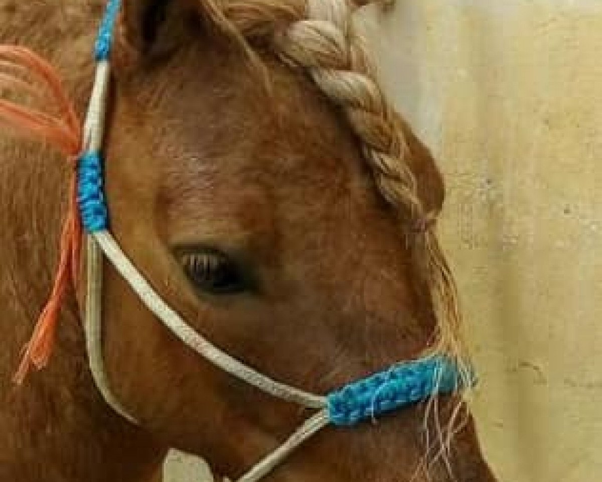 Pferd Bonito (Shetland Pony (unter 87 cm), 2013)