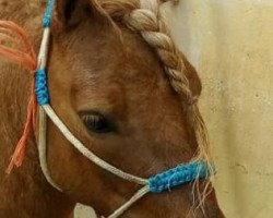 horse Bonito (Shetland pony (under 87 cm), 2013)