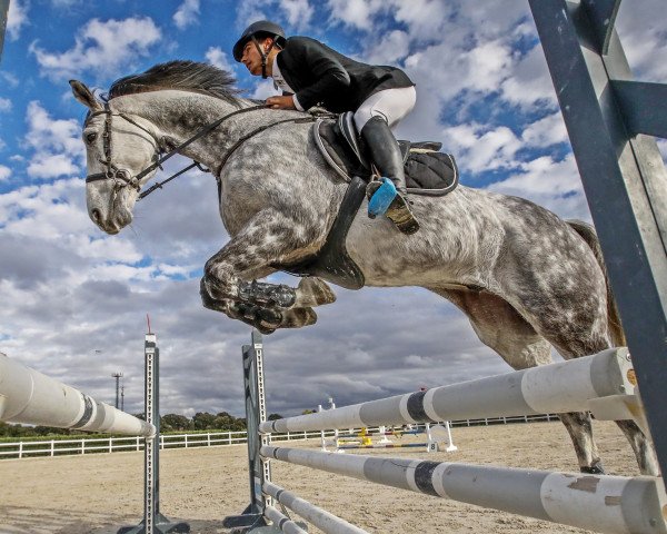 dressage horse Damiro (KWPN (Royal Dutch Sporthorse), 2008, from Sydney)