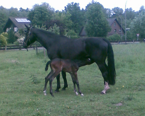 Zuchtstute Rose of Love (Westfale, 1994, von Rapallo)