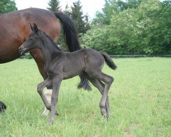 dressage horse Frizzante (Hanoverian, 2018, from Blue Hors Farrell)