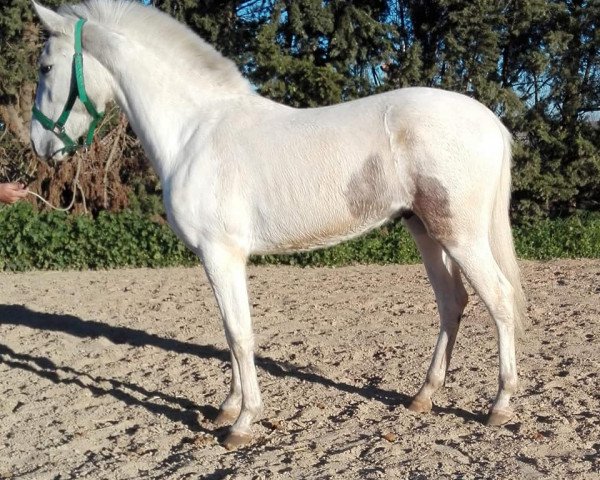 Pferd CREMELO (Barockpinto, 2017)