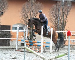 Springpferd Flugel VDL (KWPN (Niederländisches Warmblut), 2010, von Indorado)