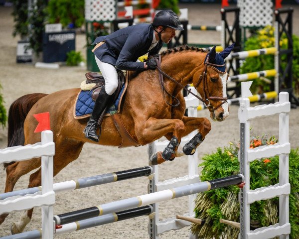 jumper Mary Lou VII (KWPN (Royal Dutch Sporthorse), 2005)