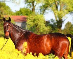 jumper Sir Sammy S (Hanoverian, 2012, from Santino)