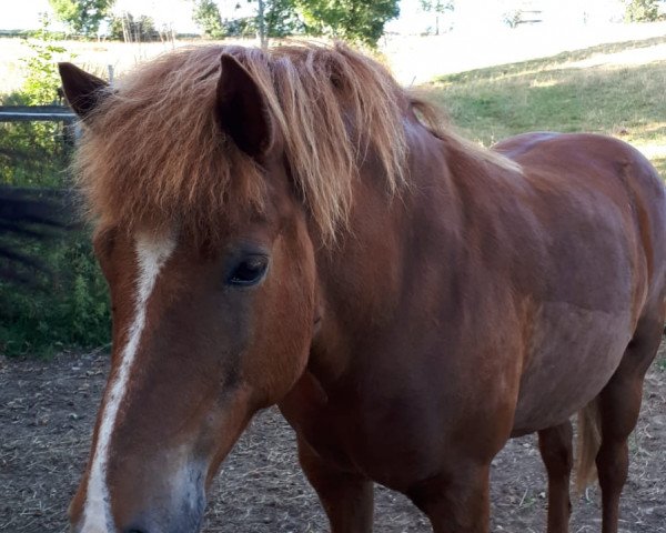 horse Silke Schulz (Iceland Horse, 2006, from Fengur vom Schloß Neubronn)